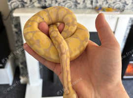 Banana & Lester Ball Python with Vivs