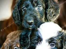 Beautiful Bordoodle X F1 Cockapoo puppies
