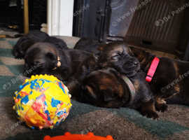 TOP WORKING BLOODLINES LITTER!