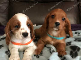 Stunning cavalier King Charles puppies