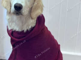 Show type female golden retriever