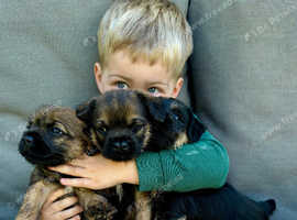 Kc registered puppies