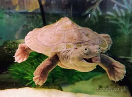 Very funny turtle Goggles looking for forever home,gettingtoobig