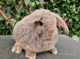 Mini plush lop bunnies for sale sale near me