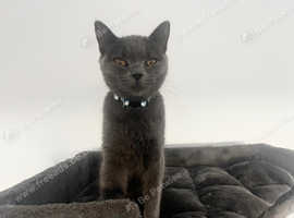 British Shorthair female