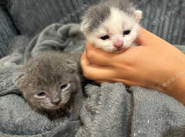 Seal Point ragdoll and Russian blue kittens