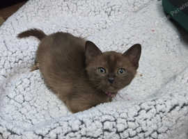 Six adorable pure Burmese pedigree fluffballs are seeking a place to call their own
