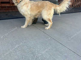 My golden retriever