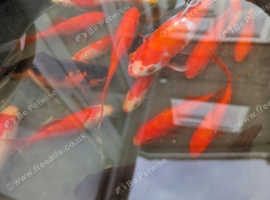 goldfish x 18