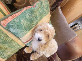 Miniture poodle pups