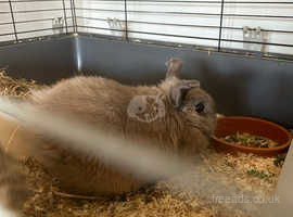 Indoor lop rabbit quite small