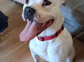 American bulldog