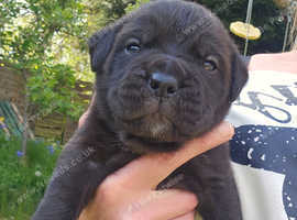 Cane Corso x Champion Import Bull Mastiff