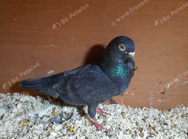 Small breed pigeons for sale