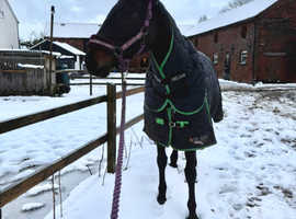 Dark bay thoroughbred for part loan