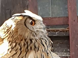 turk eagle owls breeding pair