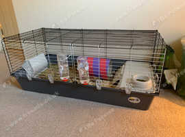 2 13 week old rabbits