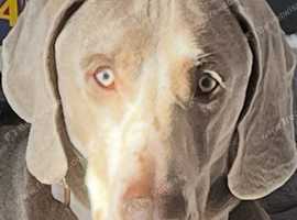 Weimaraner grey boy with stunning blue eyes