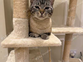 Mix ragdoll siamese cat