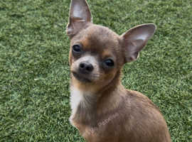 Chihuahua Male brown