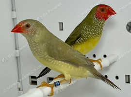 Beautiful Pair Of Red Face Star Finches For Sale in Sheffield on ...