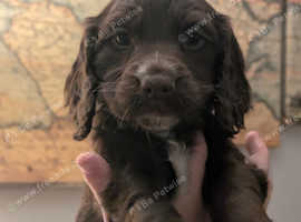 Working cocker spaniels 1 girl left ready now