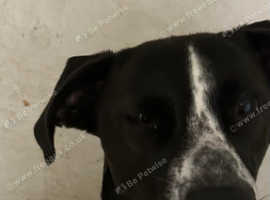 Dalusky For Sale in Coventry on Freeads Classifieds - Mixed Breed ...