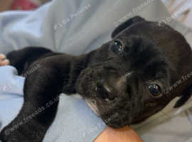 Staffy puppy