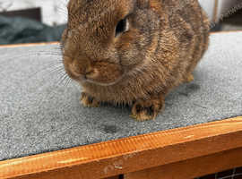 Milo looking for his forever home