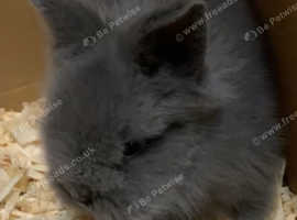3 baby lionheads rabbits