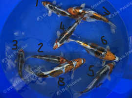 Pond Clearance Koi