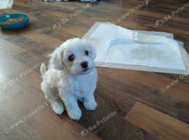 Adorable maltipoos for sale
