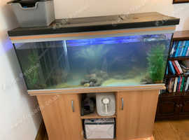 Large catfish and x3 loaches