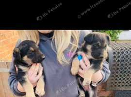 Stunning  Chunky Shollie puppies. 1 male  left