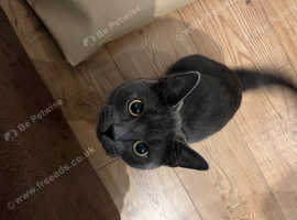 1 year old Russian blue
