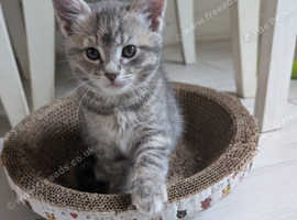 Kitten