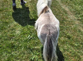 Absolutely stunning silver dun and white filly