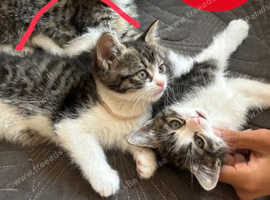Beautiful Kittens