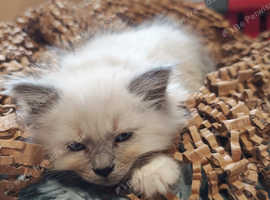 Birman kittens