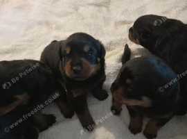 Brilliant, females and males rottweiler