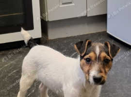 Jack Russell