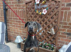 Tyson blue male doberman
