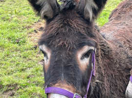 Beautiful Jenny donkey