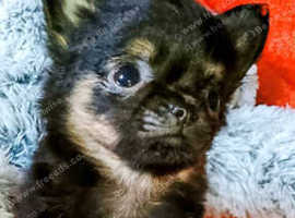 Five puppies for sale