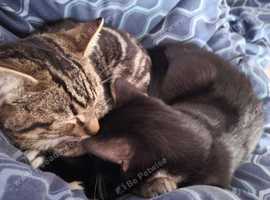 2 male cats for sale