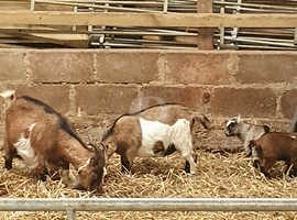 Pygmy Goats (unregistered)