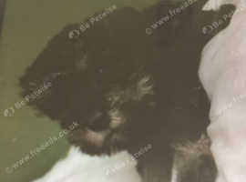 Schnauzer boys puppies