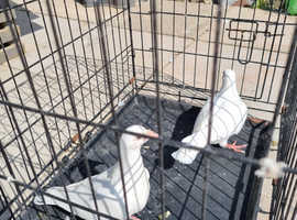 Raceing pigeons