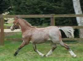 Registered Welsh A yearling show colt