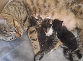 3 beautiful bengals